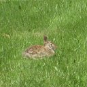 local wildlife